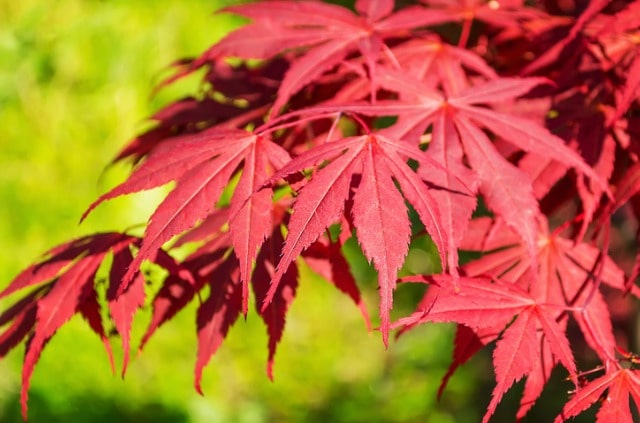Japanischer Ahorn hat trockene Blätter - was tun