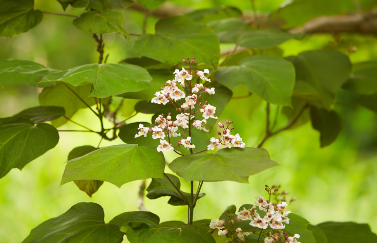 Junge Trompetenbäume vor Kälte schützen - so funktioniert's
