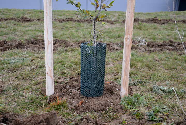 Kälteschutz für junge Buchen