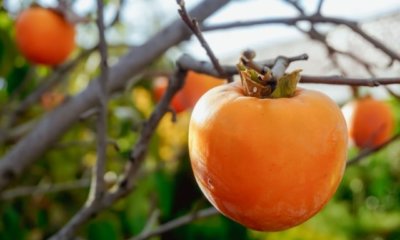 Kaki Herkunft und Wissenswertes
