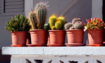 Kakteen auf dem Balkon halten - Tipps und Tricks
