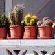 Kakteen auf dem Balkon halten - Tipps und Tricks
