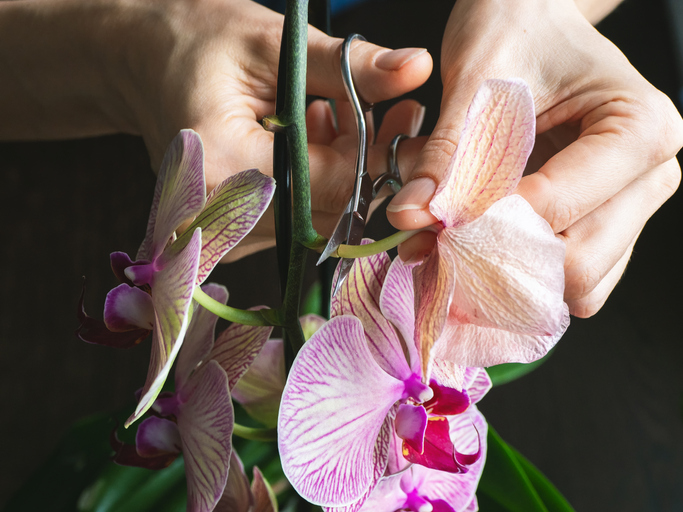 Kann eine vertrocknete Orchidee gerettet werden