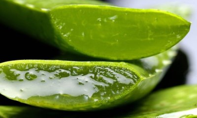 Kann man Aloe vera essen