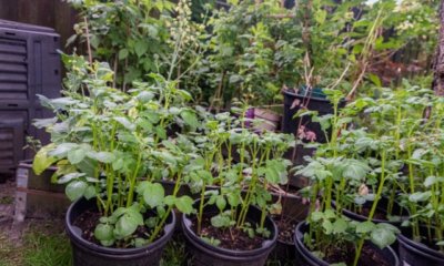 Kartoffeln im Kübel anbauen