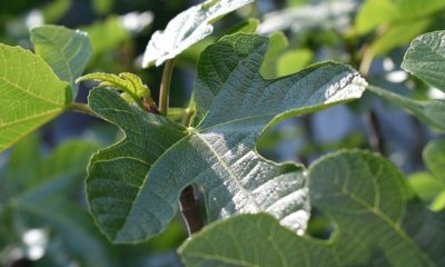 Keine Blüte am Feigenbaum - mögliche Ursachen