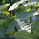 Keine Blüte am Feigenbaum - mögliche Ursachen
