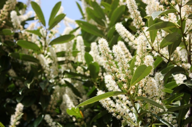 Kirschlorbeer durch Stecklinge vermehren