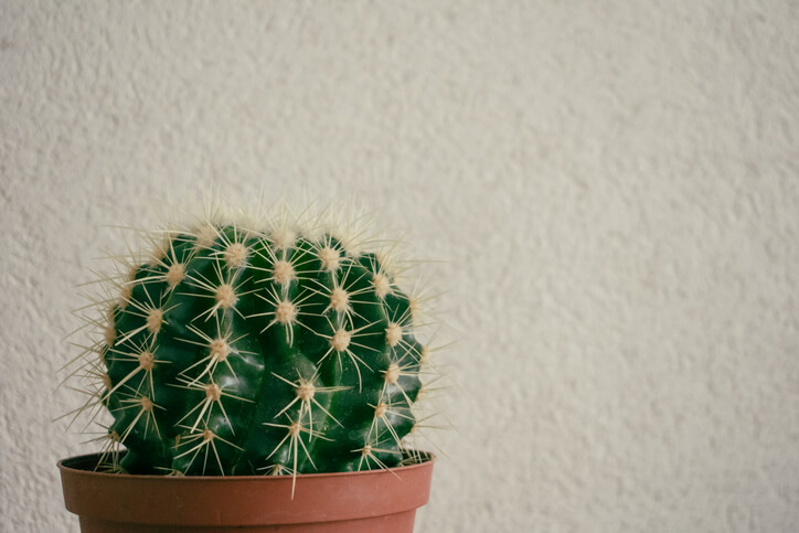 Kleinere Kakteen für Tisch und Fensterbank