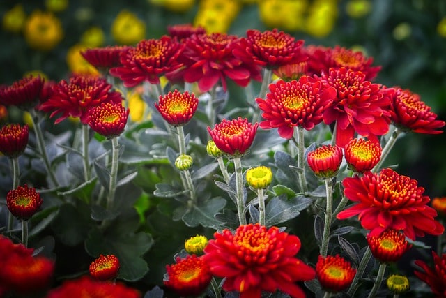 Kleines Blumenbeet für Anfänger - Ideen und Tipps