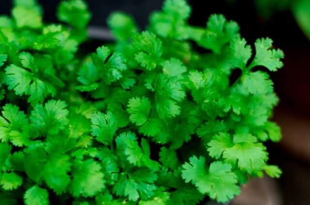 ᐅ Koriander im Topf selber ziehen - Wissenswertes zur Pflege