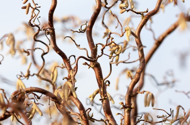 Korkenzieherhasel richtig schneiden