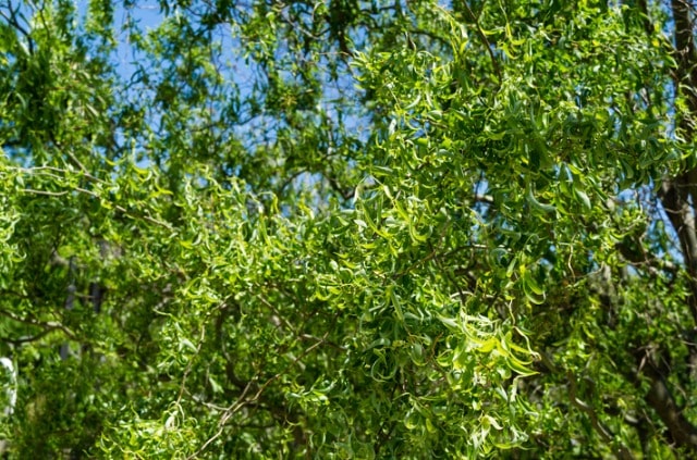 Korkenzieherweide Wurzeln entfernen