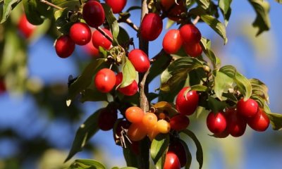 Kornelkirschen richtig schneiden