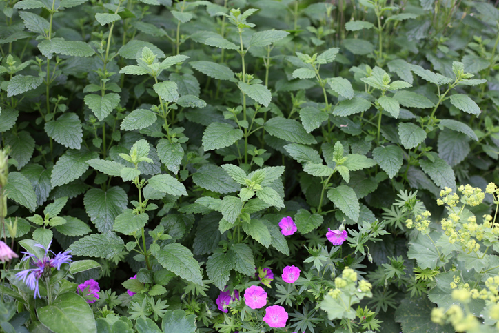 Kräuter für das Hochbeet im Schatten und Halbschatten