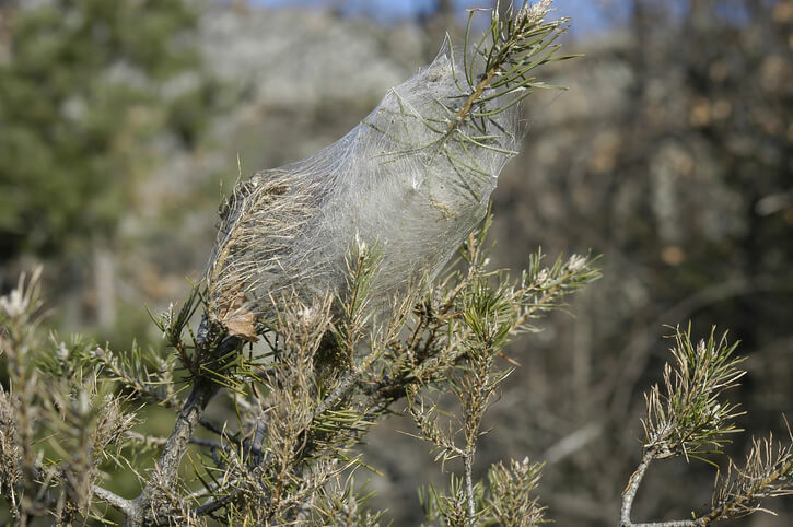 Krankheiten und Schädlinge