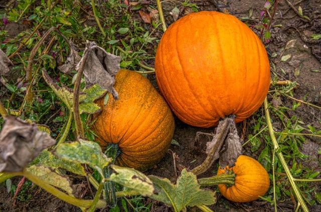 Kürbis richtig düngen - wie oft und womit