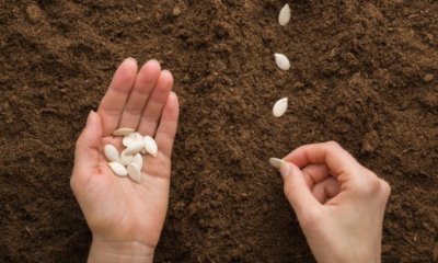 Kürbiskerne richtig pflanzen - so gelingt es Ihnen