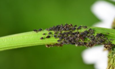 Läuse an der Palme bekämpfen