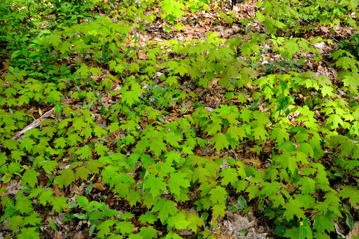 Langfristige Entfernung der Sprösslinge