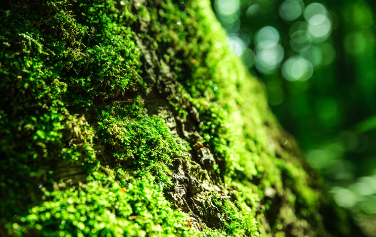 Langsam und flach wachsende Arten