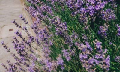 Lavendel - Schädlinge und Krankheiten