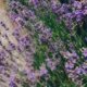 Lavendel - Schädlinge und Krankheiten