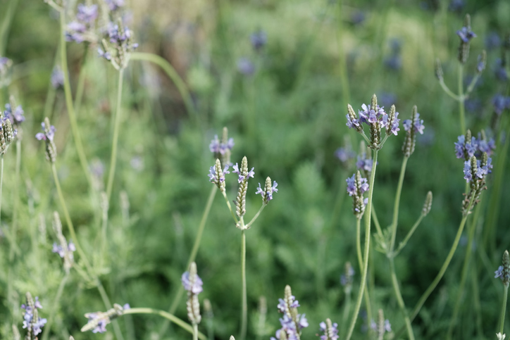 Lavendel beim Blühen helfen - ein Überblick