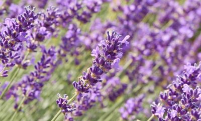 Lavendel blüht nicht mehr - mögliche Gründe