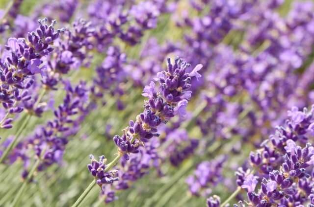 Lavendel blüht nicht mehr - mögliche Gründe