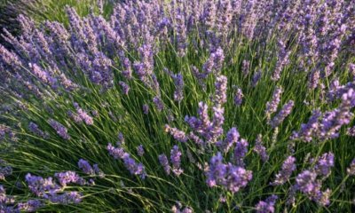 Lavendel gegen Fliegen im Garten
