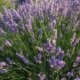 Lavendel gegen Fliegen im Garten