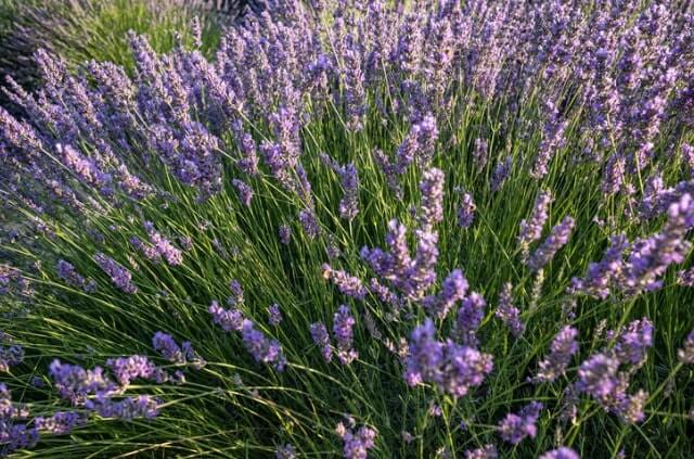 Lavendel gegen Fliegen im Garten