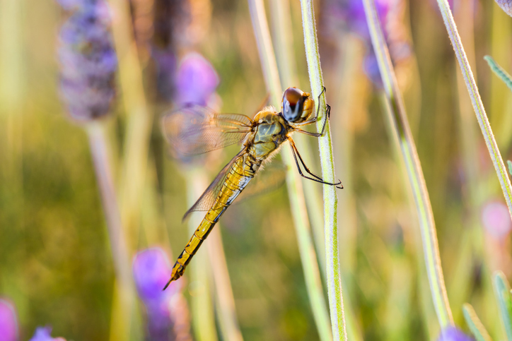 Lavendel gegen Fliegen