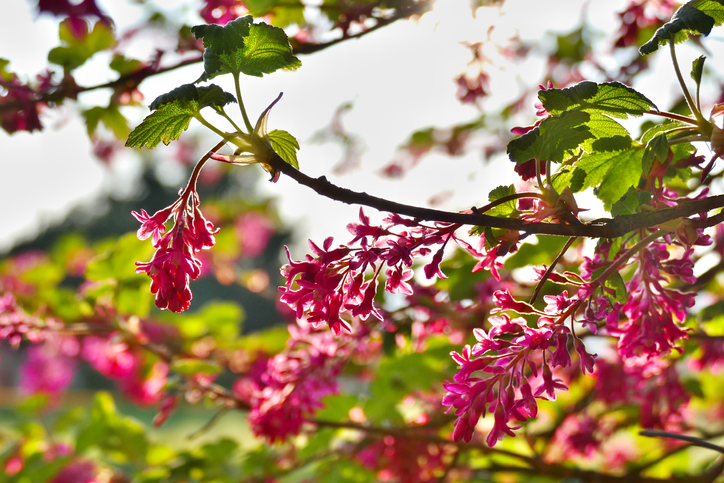 Leichter Rückschnitt