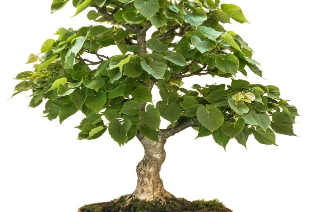 Linde als Bonsai erziehen