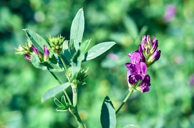 Luzerne Aussaat - Zeitpunkt und Anleitung