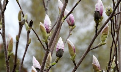 Magnolie Knospen gehen nicht auf - was tun