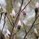 Magnolie Knospen gehen nicht auf - was tun