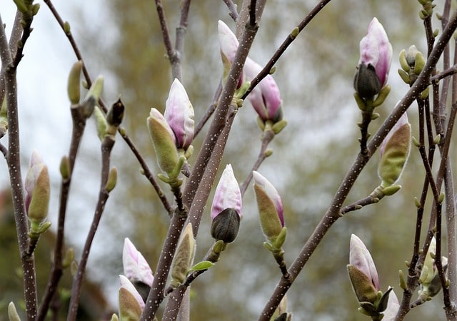 Magnolie Knospen gehen nicht auf - was tun