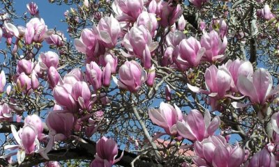 Magnolie als Hecke erziehen