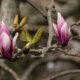 Magnolie durch Ableger vermehren