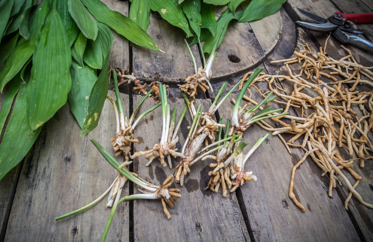 Maiglöckchen über Rhizome vermehren