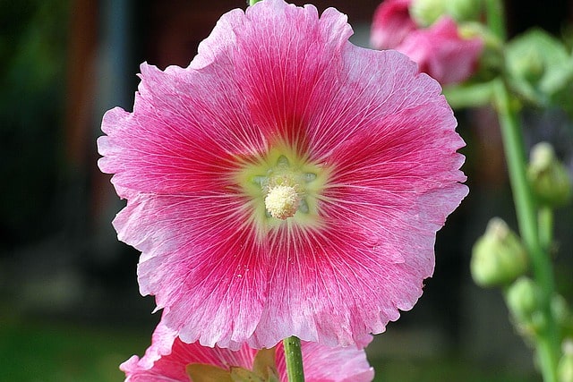 Malve schneiden - Zeitpunkt und Anleitung