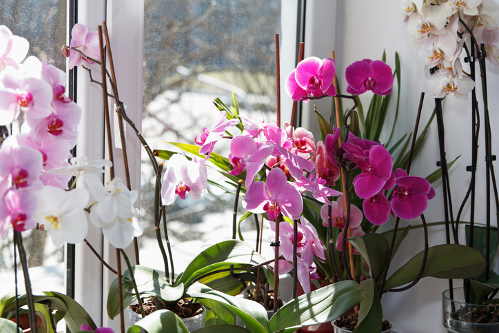 Mangelndes Sonnenlicht