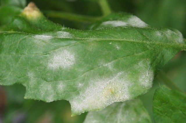 Mehltau an Tomaten effektiv bekämpfen