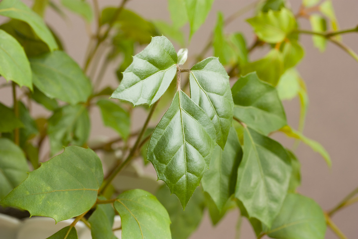 Merkmale des Russischen Weins