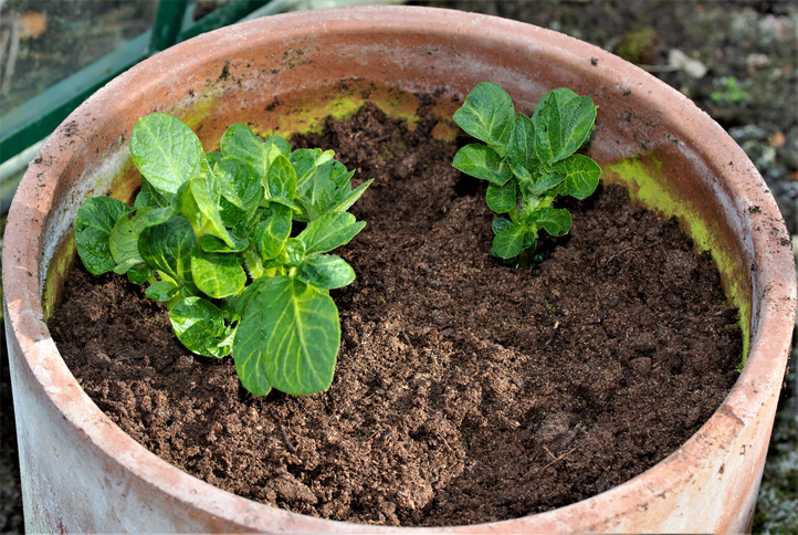 Methode 2 Kartoffeln nach oben setzen