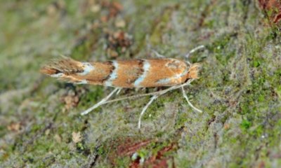 Miniermotte auf der Thuja natürlich bekämpfen
