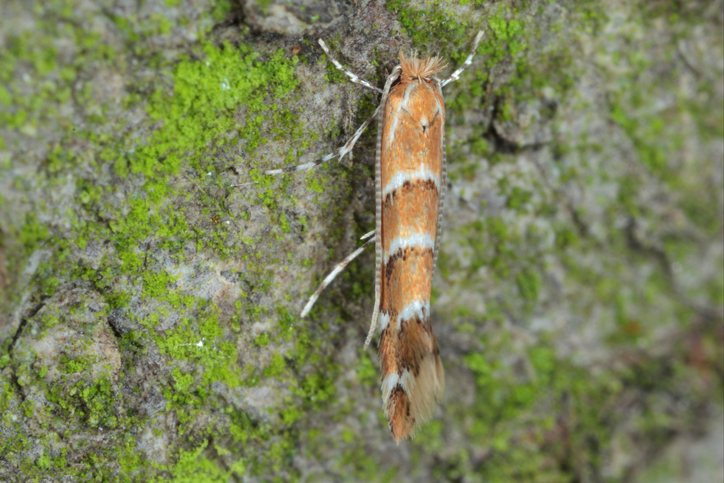 Miniermotten
